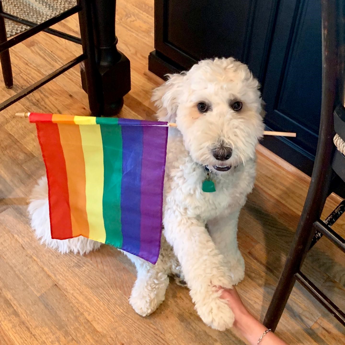 Pride pup